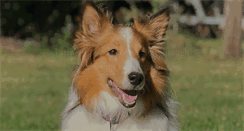 Desktop Screenshot of pawsitivepros.com